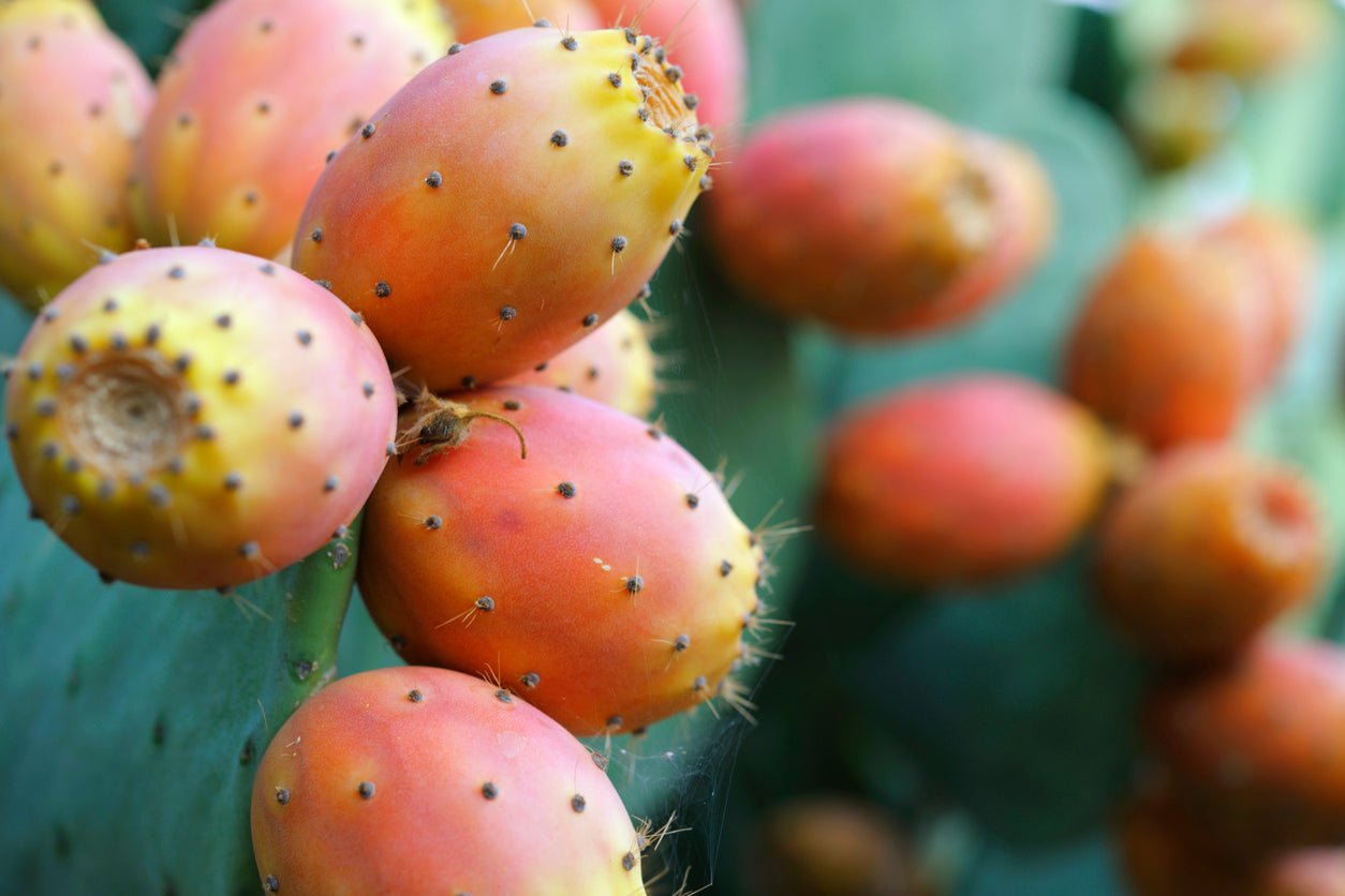 De geneeskracht van cactusvijgzaadolie